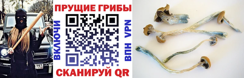 Галлюциногенные грибы Magic Shrooms  kraken как зайти  Шахунья 